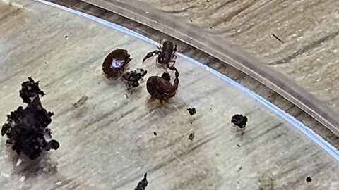 Jugend forscht Bücherskorpion frisst Varroa Milbe Jugend forscht Bücherskorpion frisst Varroa Milbe